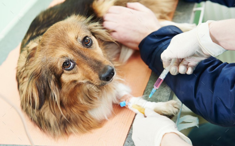 Anesthesia Anesthesia