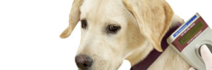 1 2 1 DogMicrochipScan 750x250 300x100