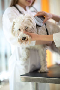 Kiibi registreerimine Canva Checking Microchip Implant On Maltese Dog 200x300