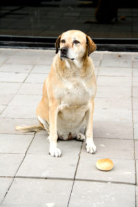 Canva Homeless Dog And Bread 200x300