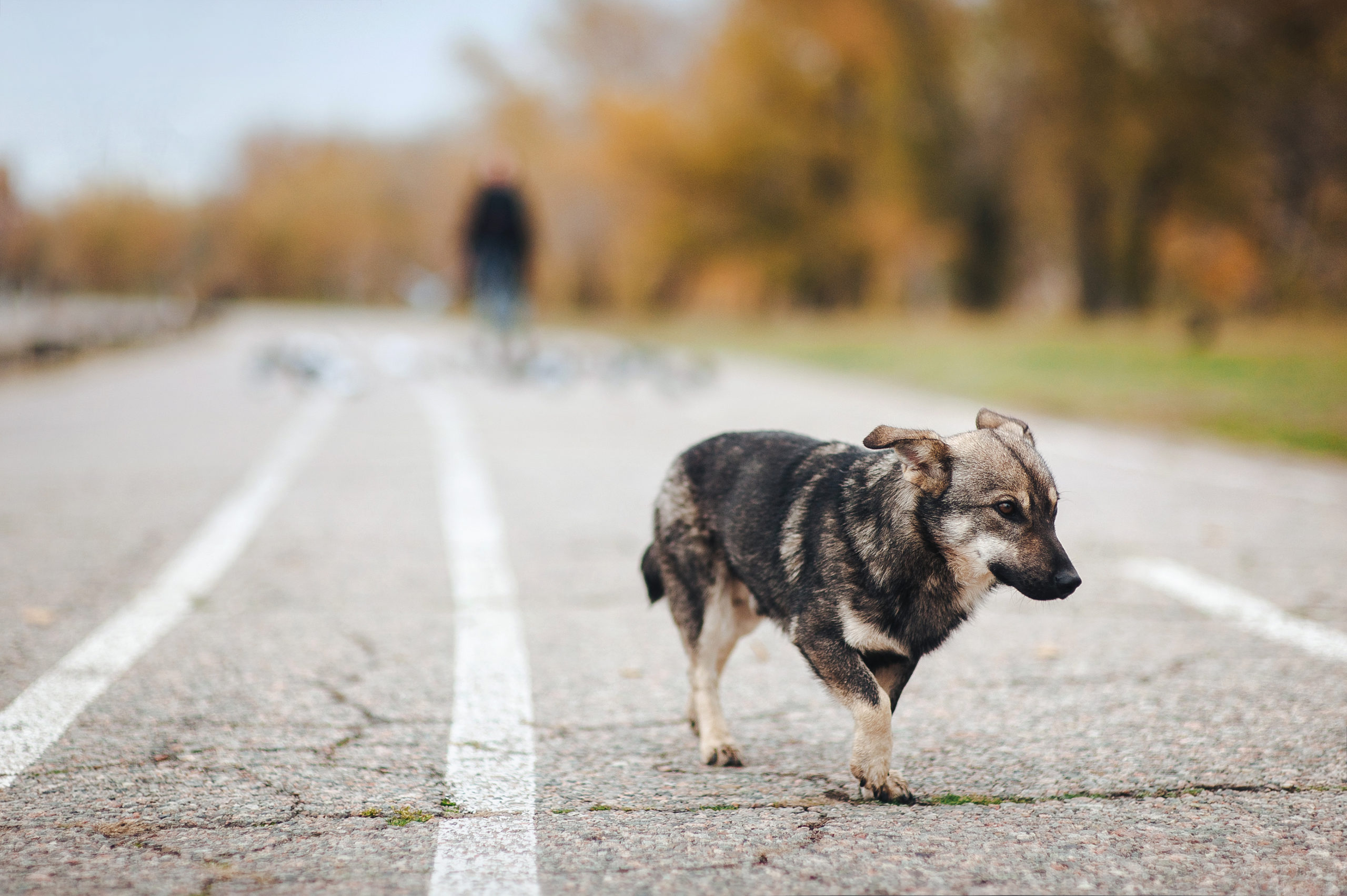 Kodutu loom Canva Homeless Sad Dog Standing On The Street And Look At His Left Side. A Stray Dog. Scaled