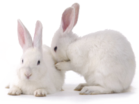 Antibody Rabbit