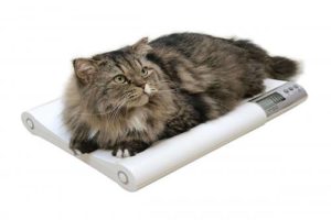 PAKS KASS cat-weight