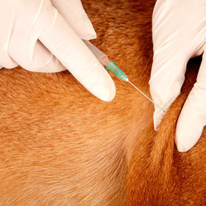 Dog Vaccination Closeup 92628349 01 300x300 T