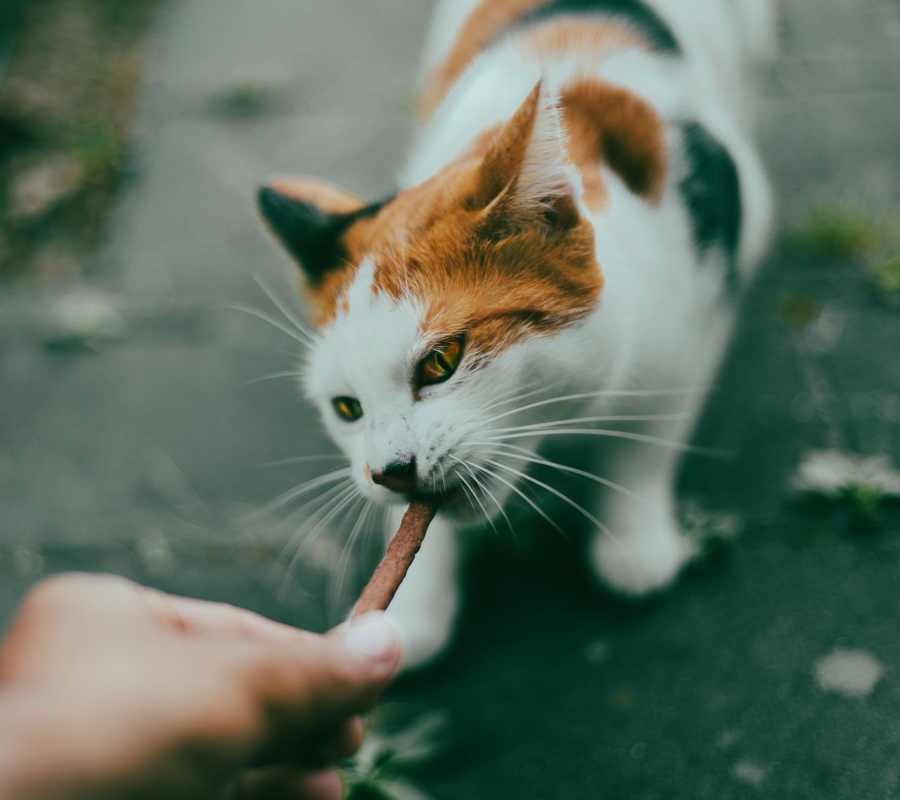 Kas kassid tunnevad maitset? A close-up photo of a person feeding a calico cat a treat outdoors, emphasizing human-animal bond.