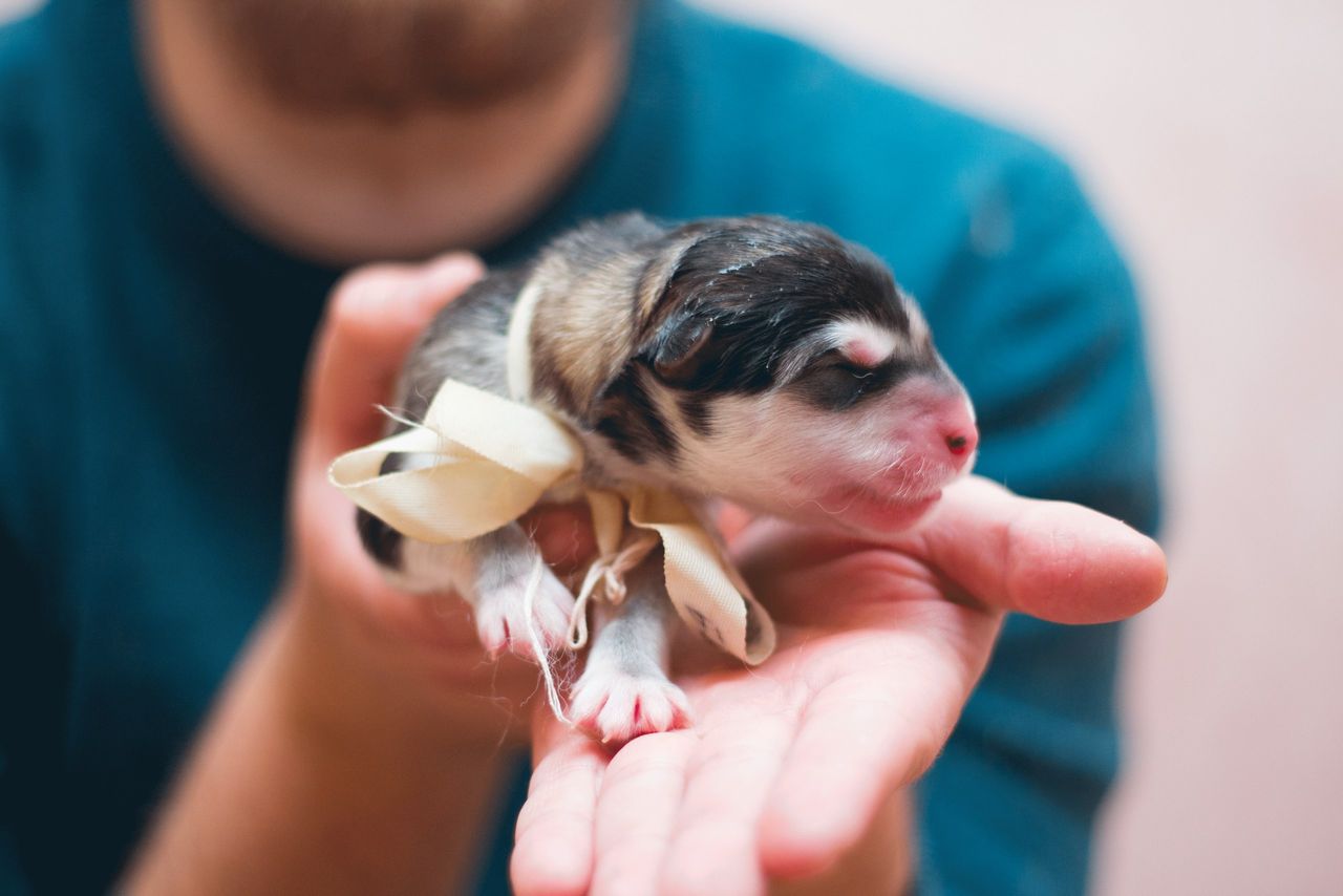 Poegiv koer Crop anonymous man showing cute small puppy with eyes closed on blurred background