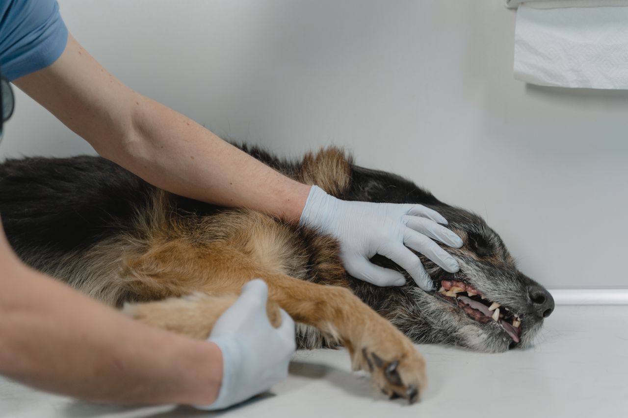 Miks kaotavad mõned koerad hambad juba noorelt? Veterinarian checking a German Shepherd's health during a clinic visit indoors.