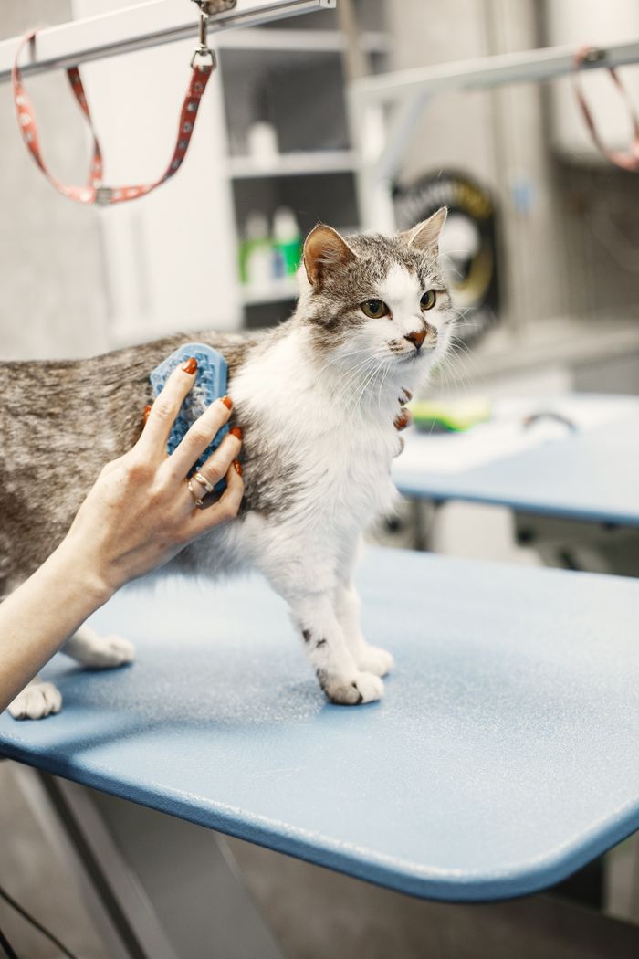 Kiibi registreerimine A cat being groomed with a brush at a veterinary clinic, showcasing pet care.